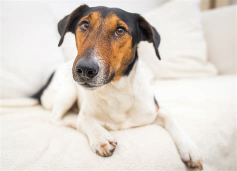 dog ate outside electric box|can dogs chew electrical cord.